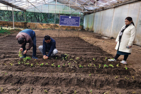 West Bengal has started potato multiplication using Apical Rooted Cutting at University of North Bengal