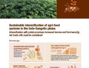 Sustainable intensification of agri-food systems in the Indo-Gangetic Plain: Intensification with potato promises increased income and food security, but trade-offs must be considered
