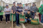 Huánuco: Invernadero de Chaglla produce más de 12 mil semillas de papa de alta calidad genética