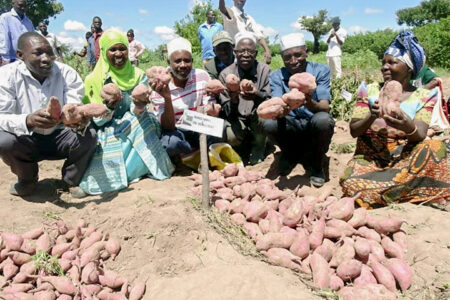 The evolution of potato cultivation is coming