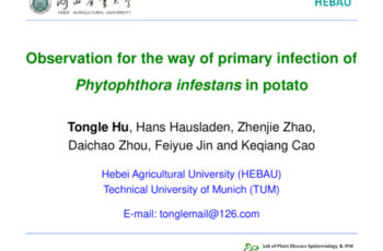Observation for the way of primary infection of Phytophthora infestans in potato.