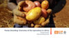 Potato Breeding Overview of the operations in Africa