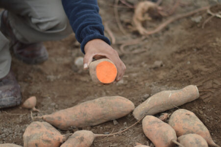 Enhancing the resilience of food production systems through strategic collaboration and shared plant genetic resources