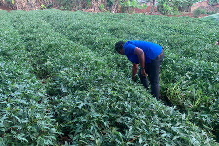 Orange-fleshed sweet potatoes spawn multi-level prosperity in Burundi