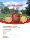 CIP-PUKA YAWRI, (Roja de Hierro). Cultivar de papa biofortificada con alto contenido de hierro. Expediente técnico de variedad de papa.