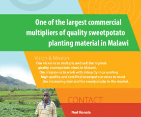 Nankhwali farm. One of the largest commercial multipliers of quality sweetpotato planting material in Malawi.