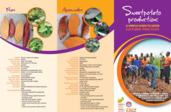 Sweetpotato production: A simple guide to good cultural practices.