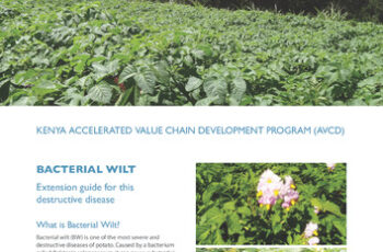 Kenya accelerated value chain development program (AVCD) Bacterial wilt extension guide for this destructive disease