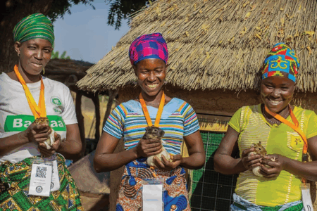 Cavy Rearing For The Secular Economy And Women empowerment In Northern Ghana