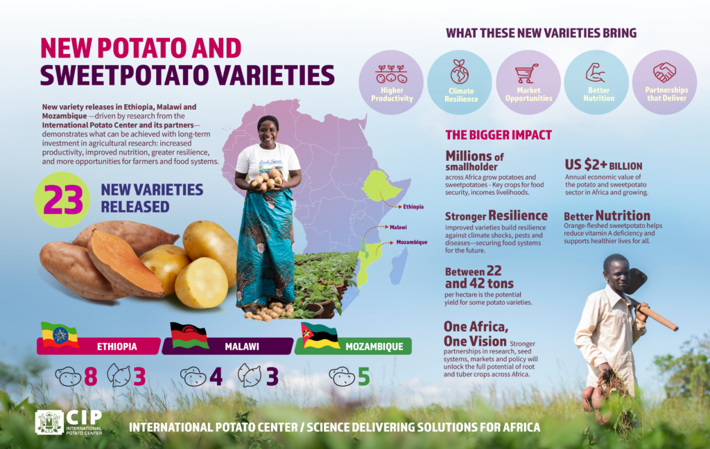 Running against time and Climate Change: New potato and Sweetpotato varieties show what science can deliver