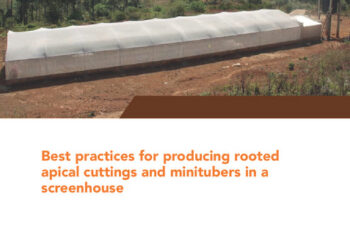 Best practices for producing rooted apical cuttings and minitubers in a screenhouse