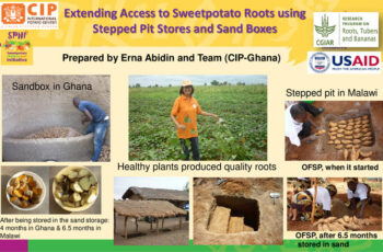 Extending Access to Sweetpotato Roots using Stepped Pit Stores and Sand Boxes