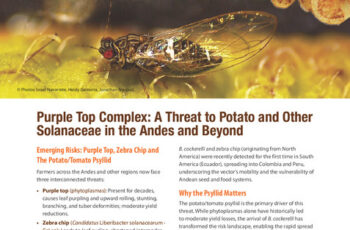 Purple top complex: A threat to potato and other Solanaceae in the Andes and beyond