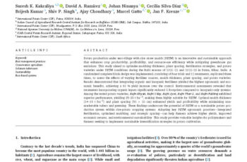 Sustainable intensification of potato zero-tillage using rice straw mulch Optimizing agronomic practices in eastern India