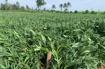 Championing Orange-fleshed Sweetpotato (OFSP) in a fragile region of the Eastern DR Congo: A crop of plenty opportunities
