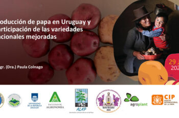 Producción de papa en Uruguay y participación de las variedades nacionales mejoradas
