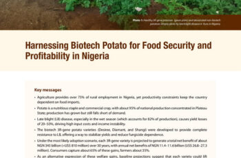 Harnessing biotech potato for food security and profitability in Nigeria